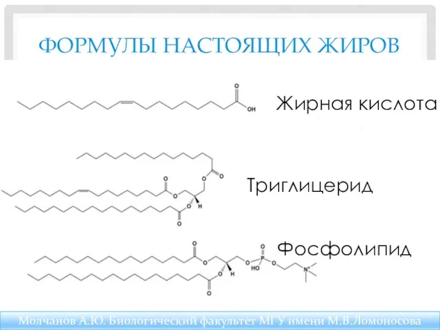 ФОРМУЛЫ НАСТОЯЩИХ ЖИРОВ Жирная кислота Триглицерид Фосфолипид Молчанов А.Ю. Биологический факультет МГУ имени М.В.Ломоносова