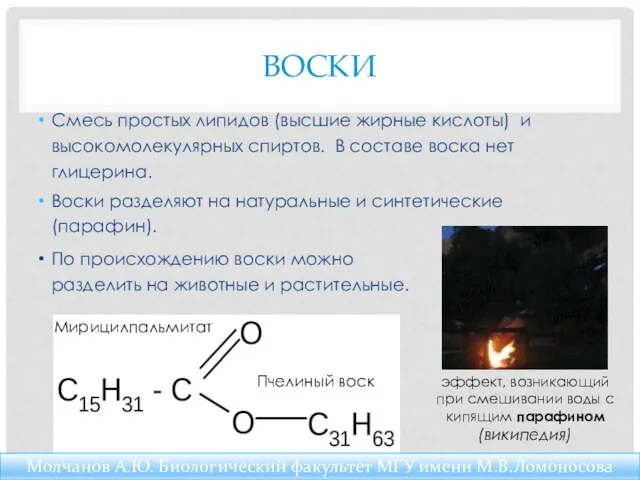 ВОСКИ Смесь простых липидов (высшие жирные кислоты) и высокомолекулярных спиртов.