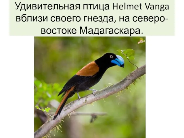 Удивительная птица Helmet Vanga вблизи своего гнезда, на северо-востоке Мадагаскара.