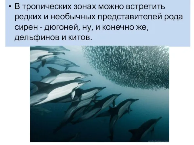 В тропических зонах можно встретить редких и необычных представителей рода