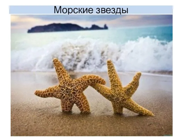 Морские звезды