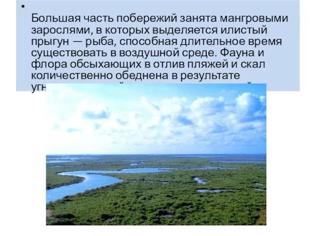 Большая часть побережий занята мангровыми зарослями, в которых выделяется илистый