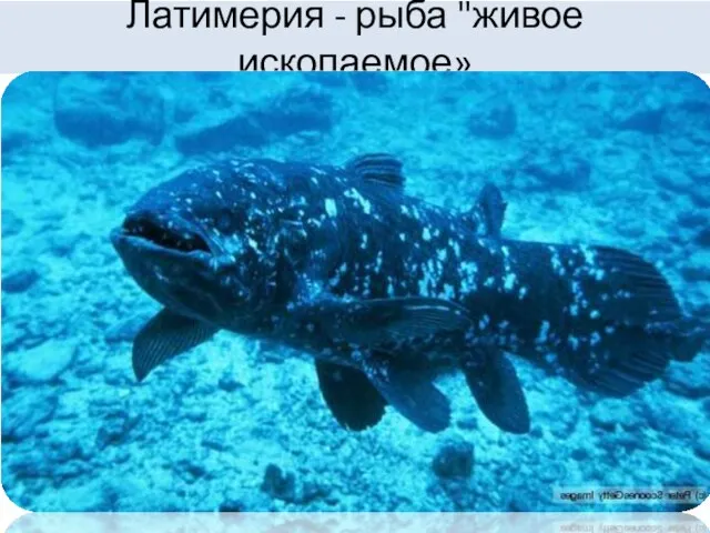 Латимерия - рыба "живое ископаемое»