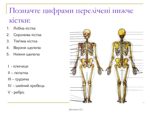 Десятник О.І. Позначте цифрами перелічені нижче кістки: Лобна кістка Скронева кістка Тім'яна кістка