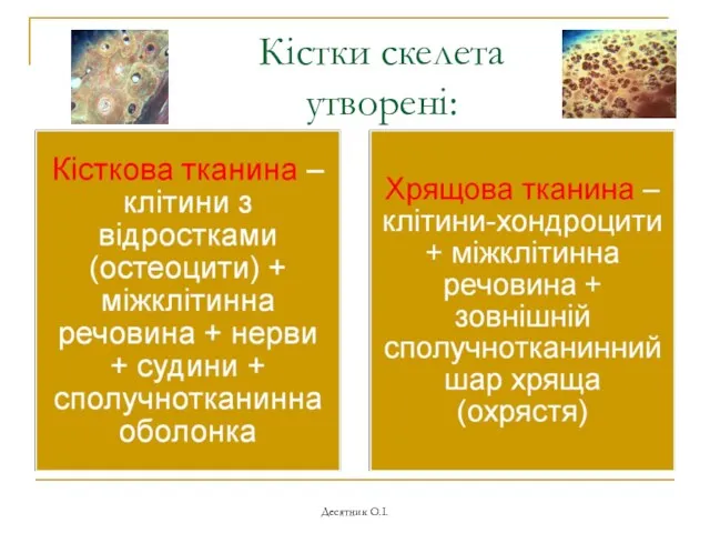 Десятник О.І. Кістки скелета утворені: