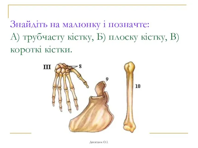 Десятник О.І. Знайдіть на малюнку і позначте: А) трубчасту кістку, Б) плоску кістку, В) короткі кістки.
