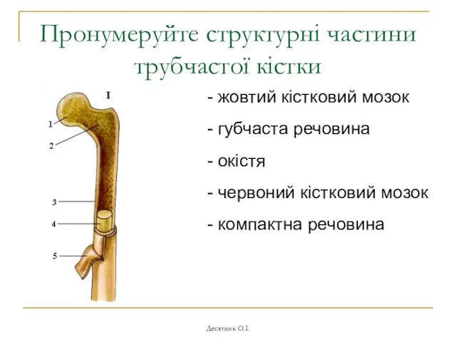 Десятник О.І. Пронумеруйте структурні частини трубчастої кістки - жовтий кістковий