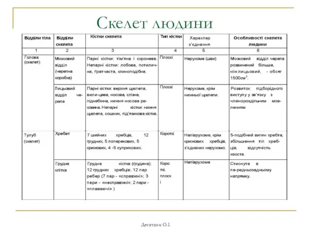 Десятник О.І. Скелет людини