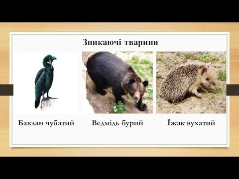 Зникаючі тварини Їжак вухатий Ведмідь бурий Баклан чубатий