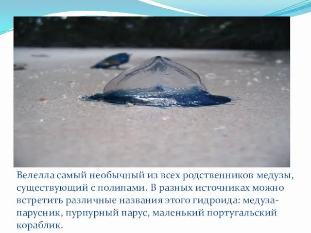 Велелла самый необычный из всех родственников медузы, существующий с полипами. В разных источниках