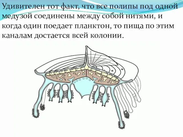 Удивителен тот факт, что все полипы под одной медузой соединены между собой нитями,