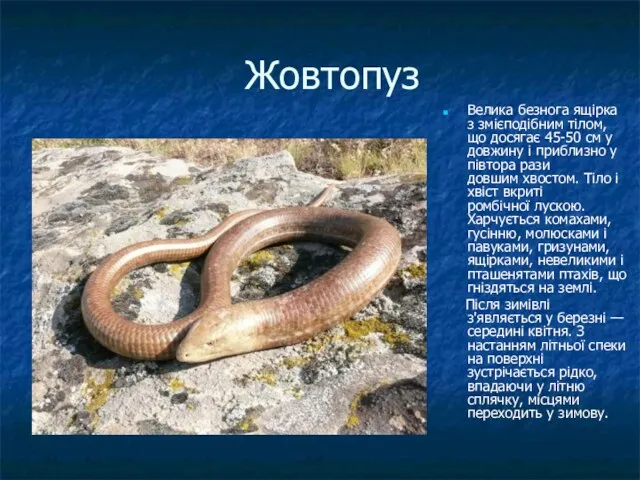 Жовтопуз Велика безнога ящірка з змієподібним тілом, що досягає 45-50 см у довжину