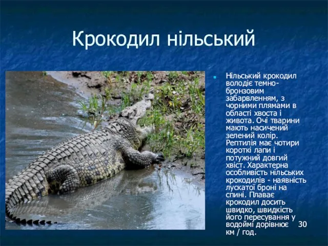 Крокодил нільський Нільський крокодил володіє темно-бронзовим забарвленням, з чорними плямами в області хвоста