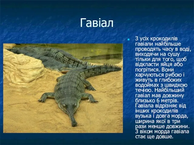Гавіал З усіх крокодилів гавіали найбільше проводять часу в воді, виходячи на сушу