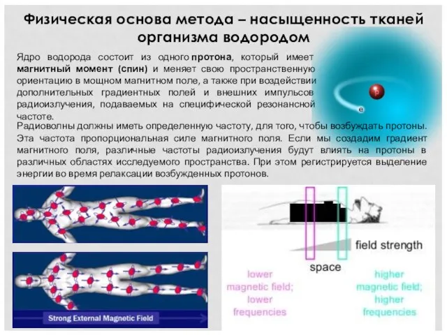 Ядро водорода состоит из одного протона, который имеет магнитный момент