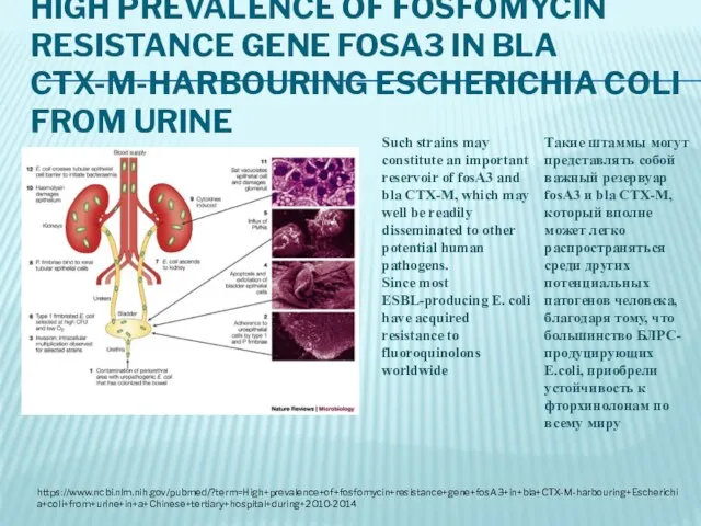 HIGH PREVALENCE OF FOSFOMYCIN RESISTANCE GENE FOSA3 IN BLA CTX-M-HARBOURING ESCHERICHIA COLI FROM URINE https://www.ncbi.nlm.nih.gov/pubmed/?term=High+prevalence+of+fosfomycin+resistance+gene+fosA3+in+bla+CTX-M-harbouring+Escherichia+coli+from+urine+in+a+Chinese+tertiary+hospital+during+2010-2014