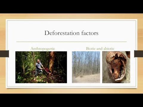 Deforestation factors Anthropogenic Biotic and abiotic