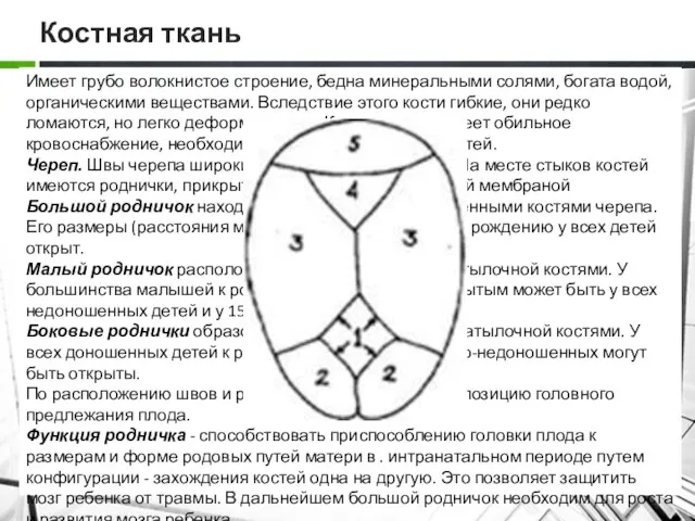 Костная ткань Имеет грубо волокнистое строение, бедна минеральными солями, богата