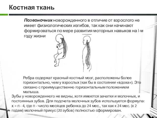 Костная ткань Позвоночник новорожденного в отличие от взрослого не имеет