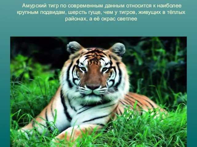 Амурский тигр по современным данным относится к наиболее крупным подвидам, шерсть гуще, чем