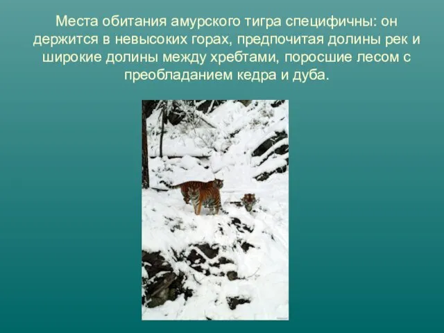 Места обитания амурского тигра специфичны: он держится в невысоких горах, предпочитая долины рек