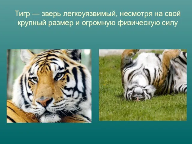 Тигр — зверь легкоуязвимый, несмотря на свой крупный размер и огромную физическую силу