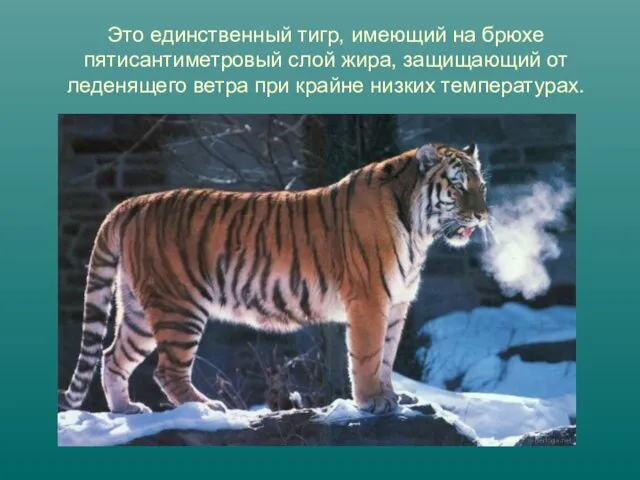 Это единственный тигр, имеющий на брюхе пятисантиметровый слой жира, защищающий от леденящего ветра