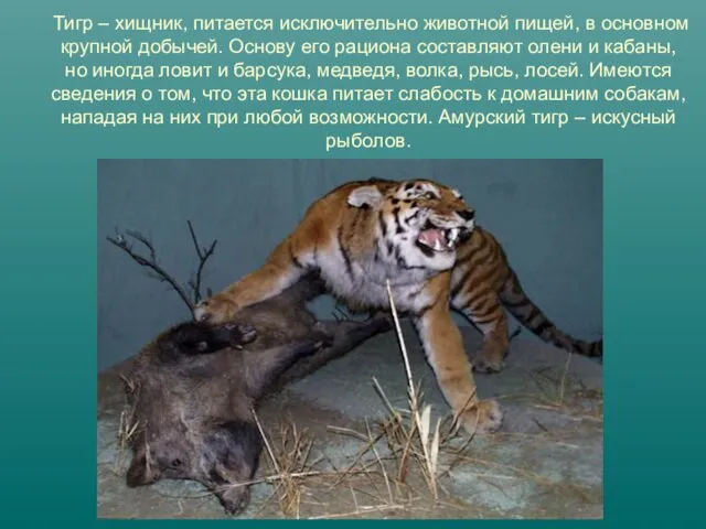 Тигр – хищник, питается исключительно животной пищей, в основном крупной добычей. Основу его