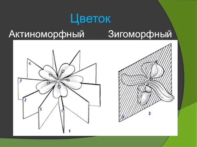 Цветок Актиноморфный Зигоморфный