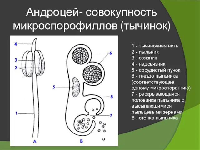 Андроцей- совокупность микроспорофиллов (тычинок) 1 - тычиночная нить 2 -