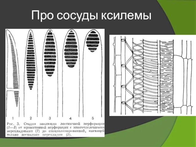 Про сосуды ксилемы