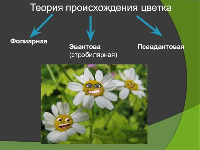 Эвантова (стробилярная) Псевдантовая Теория происхождения цветка Фолиарная