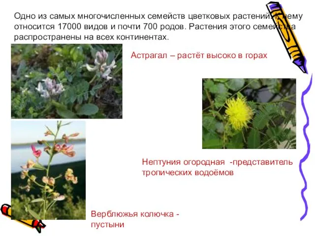 Одно из самых многочисленных семейств цветковых растений. К нему относится