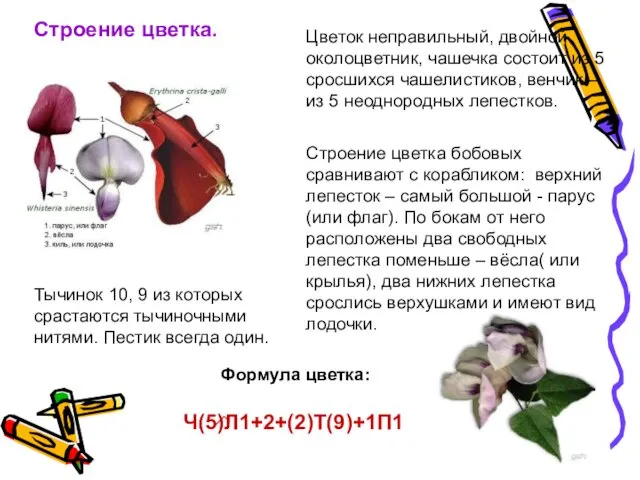 Строение цветка. Цветок неправильный, двойной околоцветник, чашечка состоит из 5