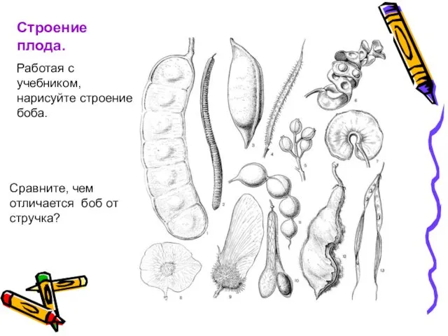 Строение плода. Работая с учебником, нарисуйте строение боба. Сравните, чем отличается боб от стручка?