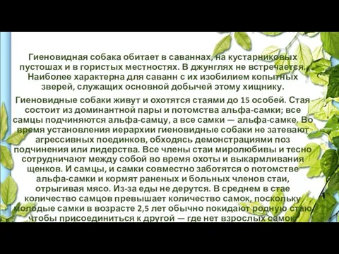 Гиеновидная собака обитает в саваннах, на кустарниковых пустошах и в