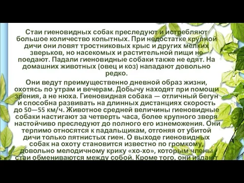 Стаи гиеновидных собак преследуют и истребляют большое количество копытных. При