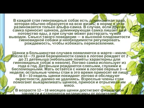 В каждой стае гиеновидных собак есть доминантная пара, которая обычно