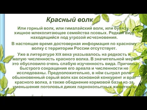 Красный волк Или горный волк, или гималайский волк, или буанзу