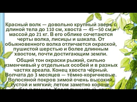 Красный волк — довольно крупный зверь с длиной тела до