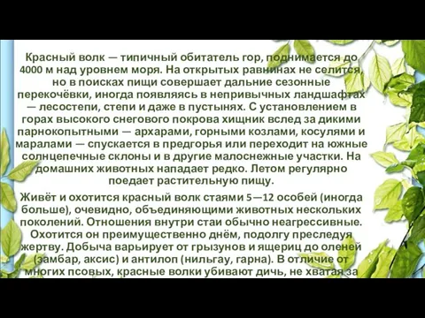 Красный волк — типичный обитатель гор, поднимается до 4000 м