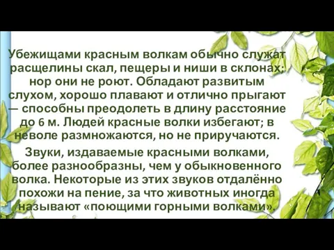 Убежищами красным волкам обычно служат расщелины скал, пещеры и ниши