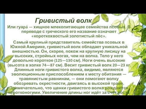 Гривистый волк Или гуарá — хищное млекопитающее семейства псовых. В