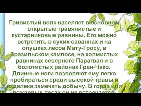 Гривистый волк населяет в основном открытые травянистые и кустарниковые равнины.