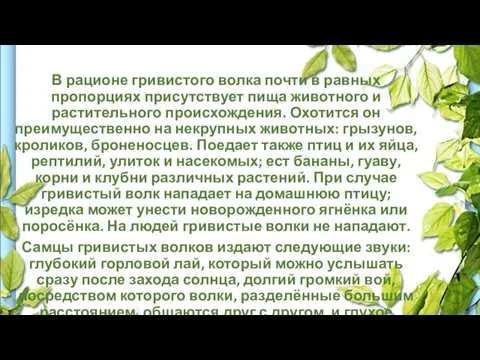 В рационе гривистого волка почти в равных пропорциях присутствует пища