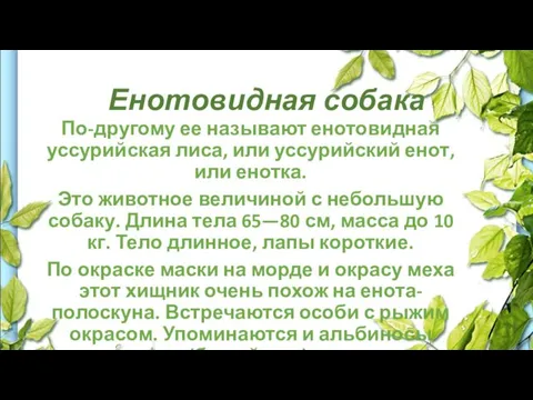 Енотовидная собака По-другому ее называют енотовидная уссурийская лиса, или уссурийский