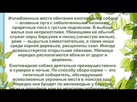 Излюбленные места обитания енотовидной собаки — влажные луга с заболоченными