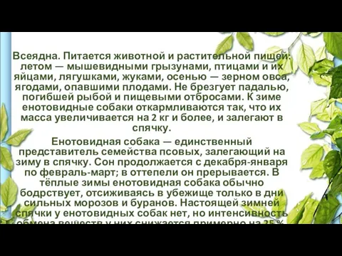 Всеядна. Питается животной и растительной пищей: летом — мышевидными грызунами,