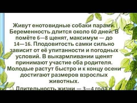 Живут енотовидные собаки парами. Беременность длится около 60 дней. В