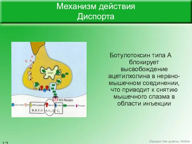 Механизм действия Диспорта Ботулотоксин типа А блокирует высвобождение ацетилхолина в